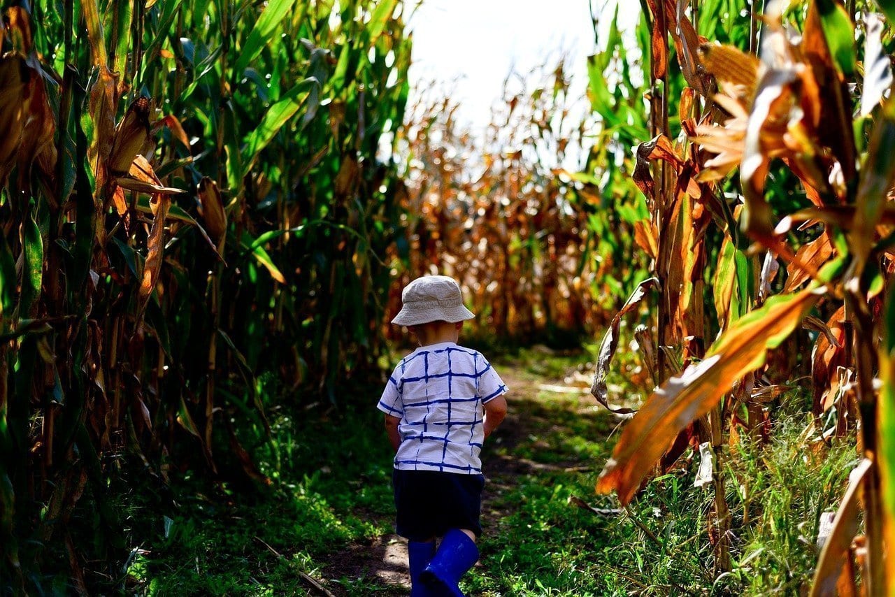corn maze, things to do in nashville, things to do with kids in nashville, nashville kids activities